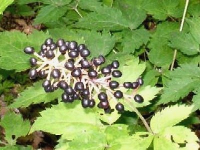 Chinese Baneberry Chinese Baneberry