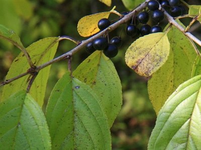 Chinese Buckthorn Chinese Buckthorn