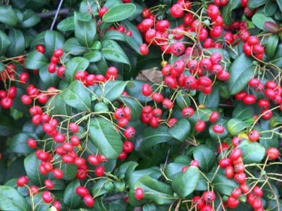 Chinese Firethorn Chinese Firethorn
