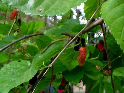 Chinese Mulberry Chinese Mulberry