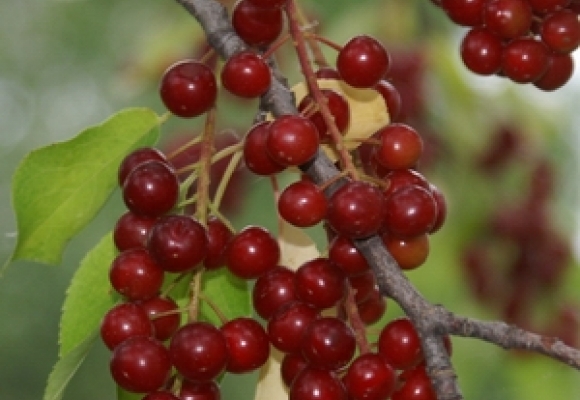 Chokecherry Chokecherry