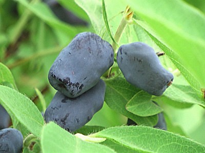 Cinderella Honeyberry Cinderella Honeyberry