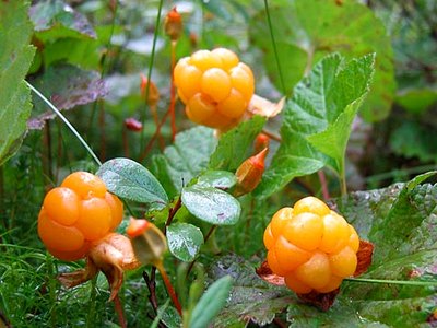 Cloudberry