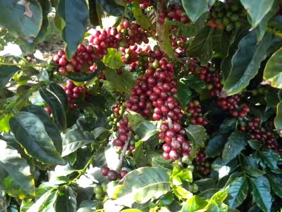 Coffee Berry Coffee Berry