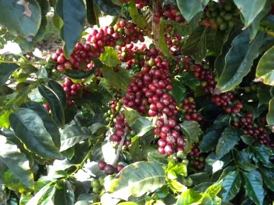 Coffee Berry