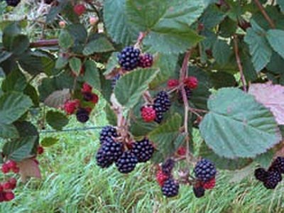 Common Blackberry Common Blackberry