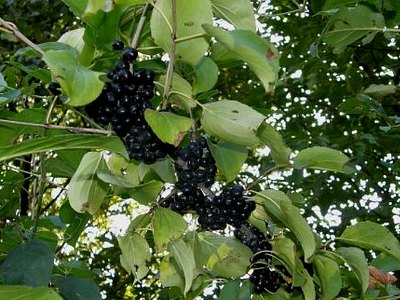 Purging Buckthorn