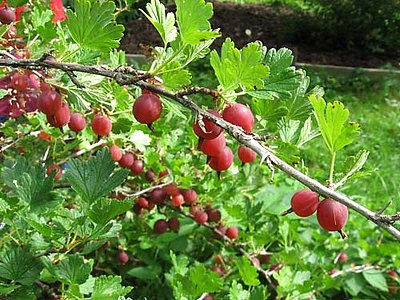 Common Gooseberry Common Gooseberry