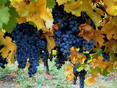 Common Grape Common Grape