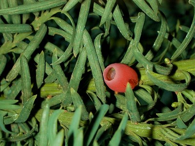 European Yew European Yew
