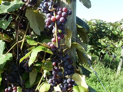 Concord Grape