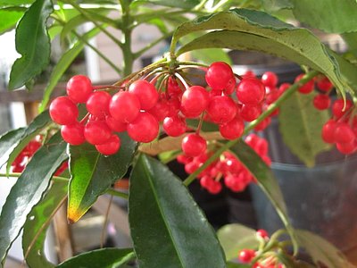 Coralberry Tree