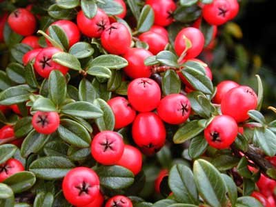 Common Cotoneaster Common Cotoneaster