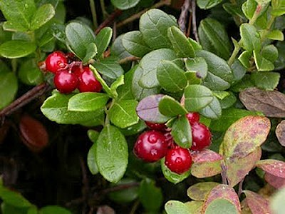 American Cranberry American Cranberry