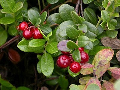 American Cranberry