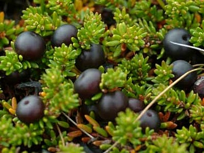 Wild Mountain Bilberry