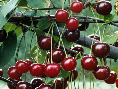 Crown Morello Cherry Crown Morello Cherry