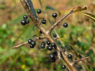 Dahurian Buckthorn Dahurian Buckthorn