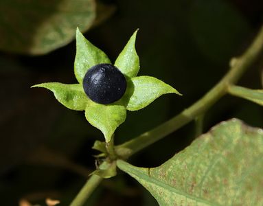 Deadly Nightshade Deadly Nightshade