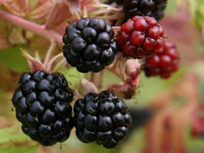 Dewberry Dewberry
