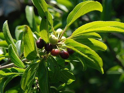 Dyers Buckthorn Dyers Buckthorn