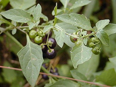 West Indian Nightshade West Indian Nightshade