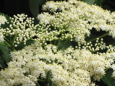 Elderberry Elderberry