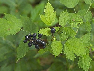 Eurasian Baneberry