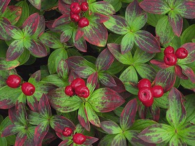 Northern Bunchberry Northern Bunchberry