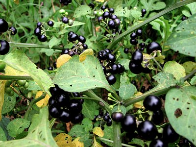 Small Fruited Black Nightshade Small Fruited Black Nightshade