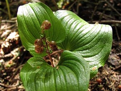 Two Leaved Solomons Seal Two Leaved Solomons Seal