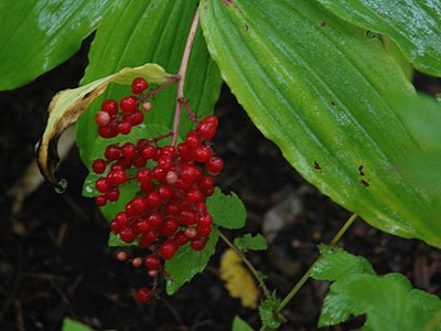 Solomons Plume