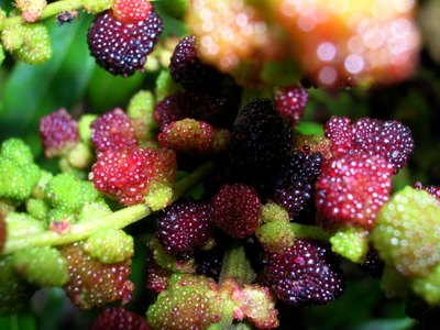Faya Bayberry Faya Bayberry