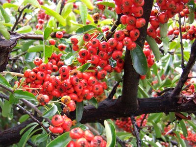 Firethorn Firethorn