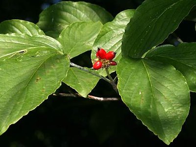 Flowering Dogwood Flowering Dogwood