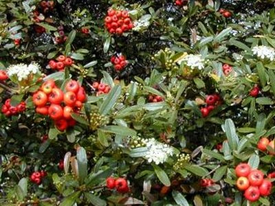 Formosa Firethorn Formosa Firethorn