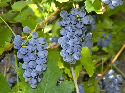 Fox Grape Fox Grape