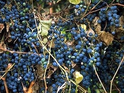 Frost Grape