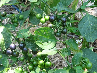 Garden Huckleberry Garden Huckleberry