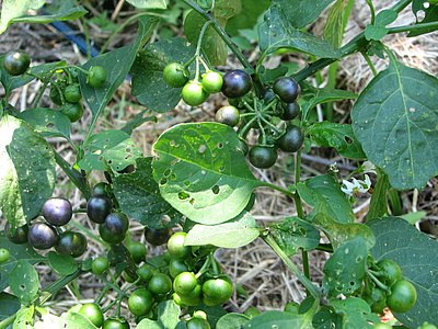 Garden Huckleberry