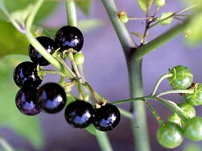 Glossy Nightshade Glossy Nightshade