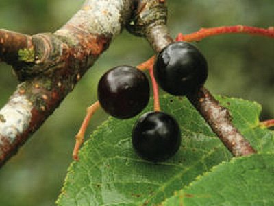 Hackberry Hackberry
