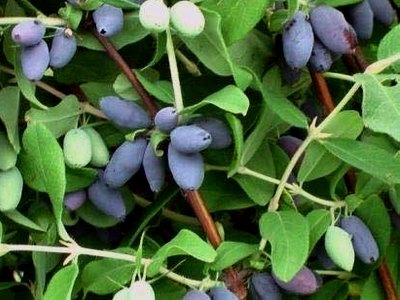 Blue Honeysuckle