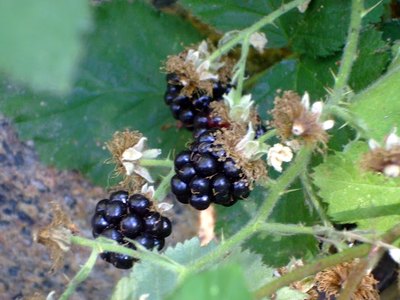 Himalayan Blackberry Himalayan Blackberry