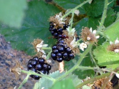 Himalayan Blackberry