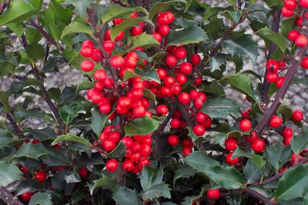 Holly Holly
