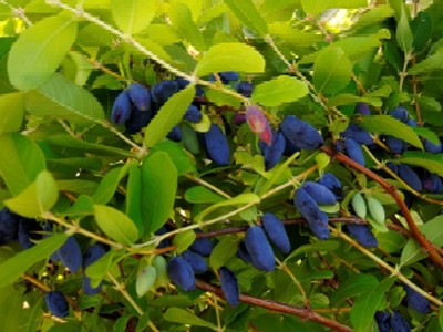 Honeybee Honeyberry Honeybee Honeyberry
