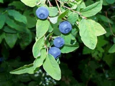 Huckleberry Huckleberry