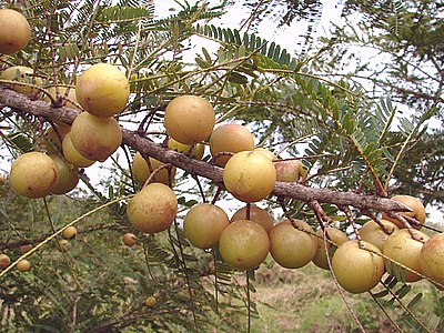 Indian Gooseberry Indian Gooseberry
