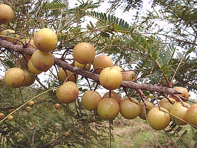 Indian Gooseberry